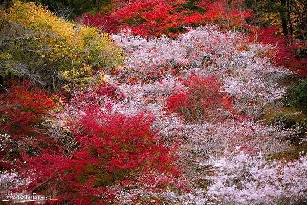 پاییز در ژاپن.سایت نوجوان ها (16)